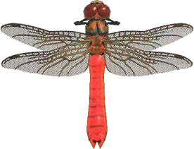 Wiens Worden visueel Animal Crossing New Horizons Red Dragonfly Price - ACNH Items Buy & Sell  Prices | AKRPG.COM